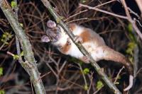 Exit Possum Removal Sydney image 1